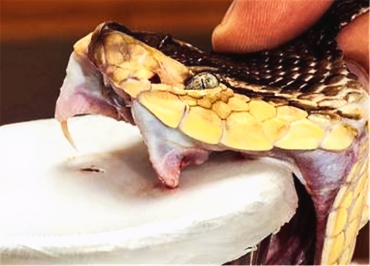 平头哥和蛇獴被蛇咬后的症状,平头哥被蛇咬了为什么不会死