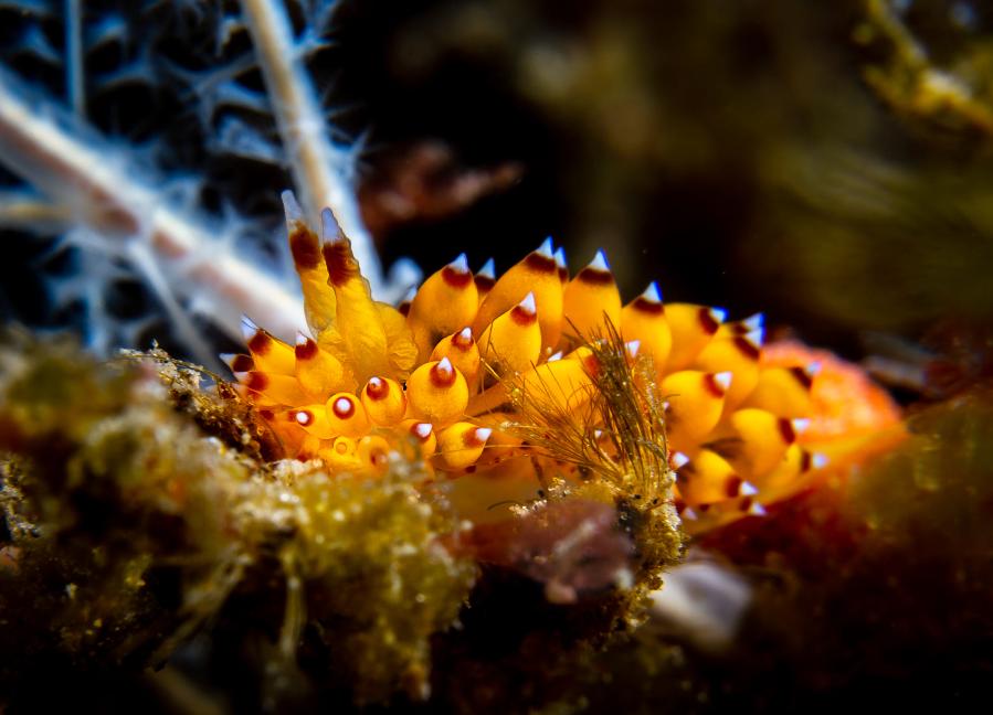 泰国四大潜水梦幻海岛,潜水游玩爱好者普吉岛