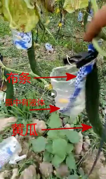 网传视频爆“黄瓜打激素吊瓶”内幕，是真的吗？