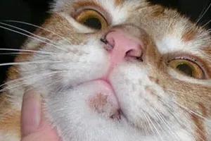 猫咪黑下巴怎么治用什么药,猫咪黑下巴结痂怎么清理