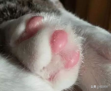 猫咪爪垫干裂可以涂什么,猫咪爪垫开裂用什么护爪霜