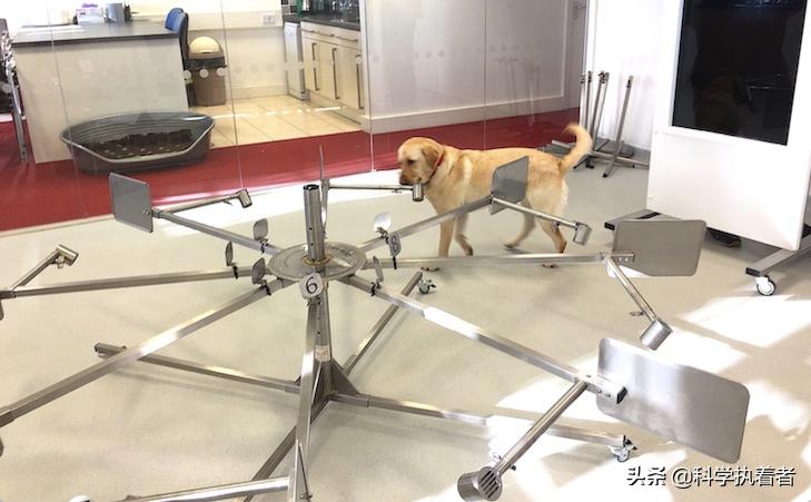 服务犬，工作犬，治疗犬，情感支持犬：有什么区别？