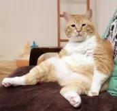 中国猫的雅称,猫生百态包括什么