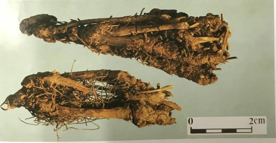 苦到极致的黄连,苦黄连的药用价值