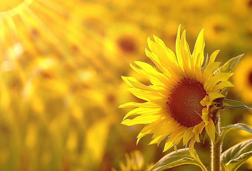我的那些花儿精彩音乐汇,我的那些花儿音乐