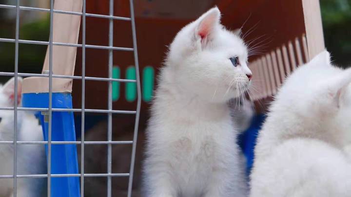 猫舍小猫卖不掉怎么办,家里的小猫养不了应该怎么处理