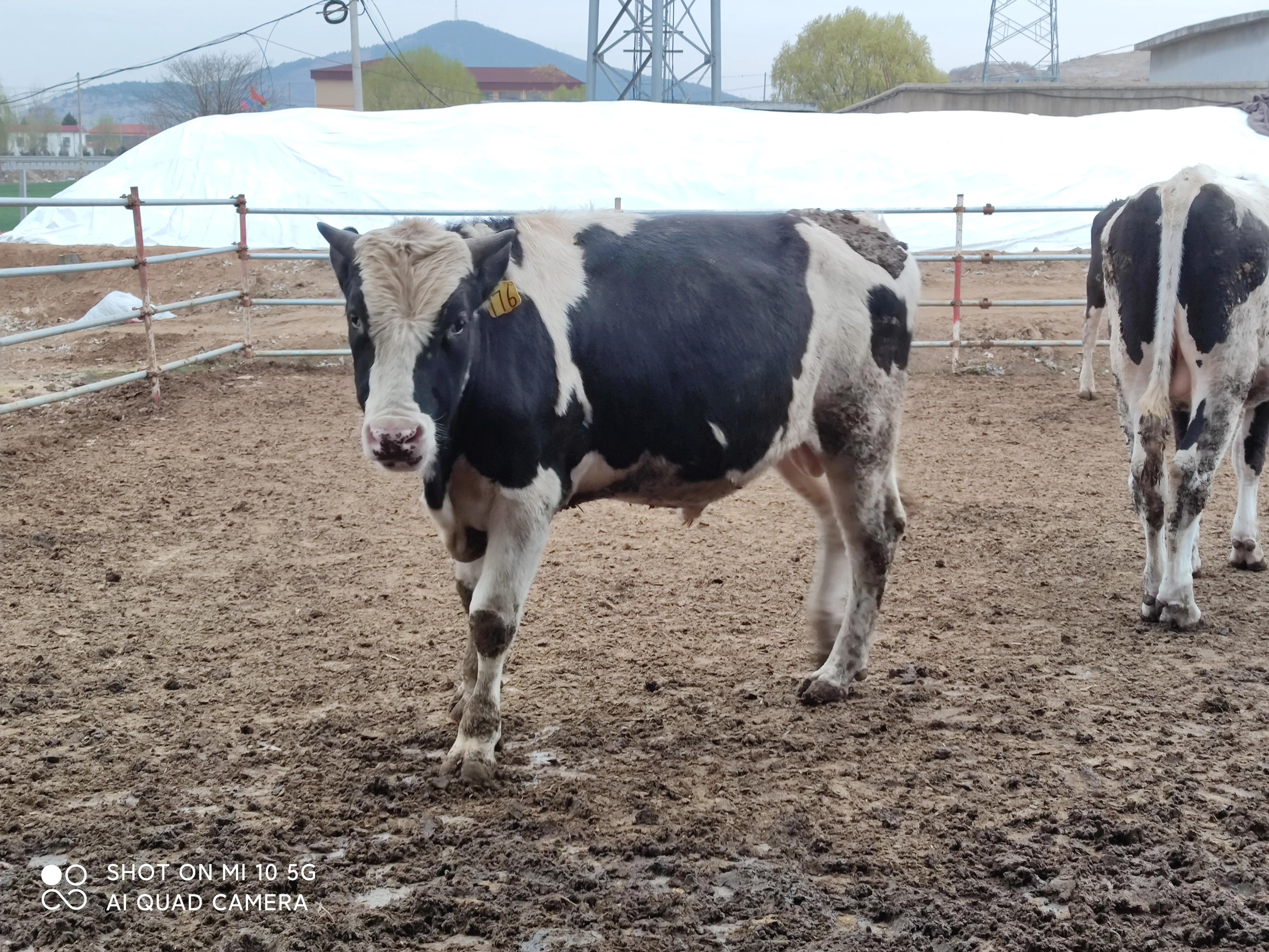 一年养十头牛能挣多少钱,在农村养一头驴一年能挣多少钱