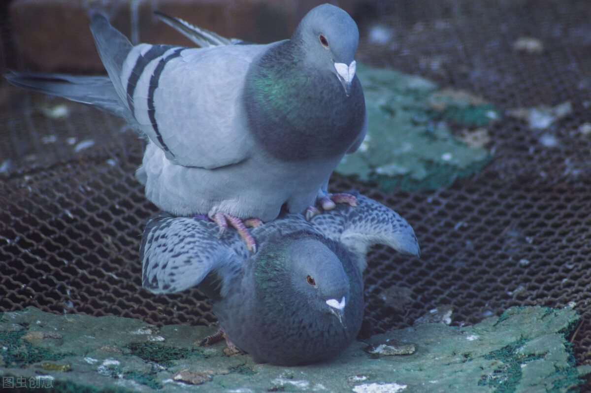 鸽子粪便带水正常吗,鸽子大便带水怎么回事