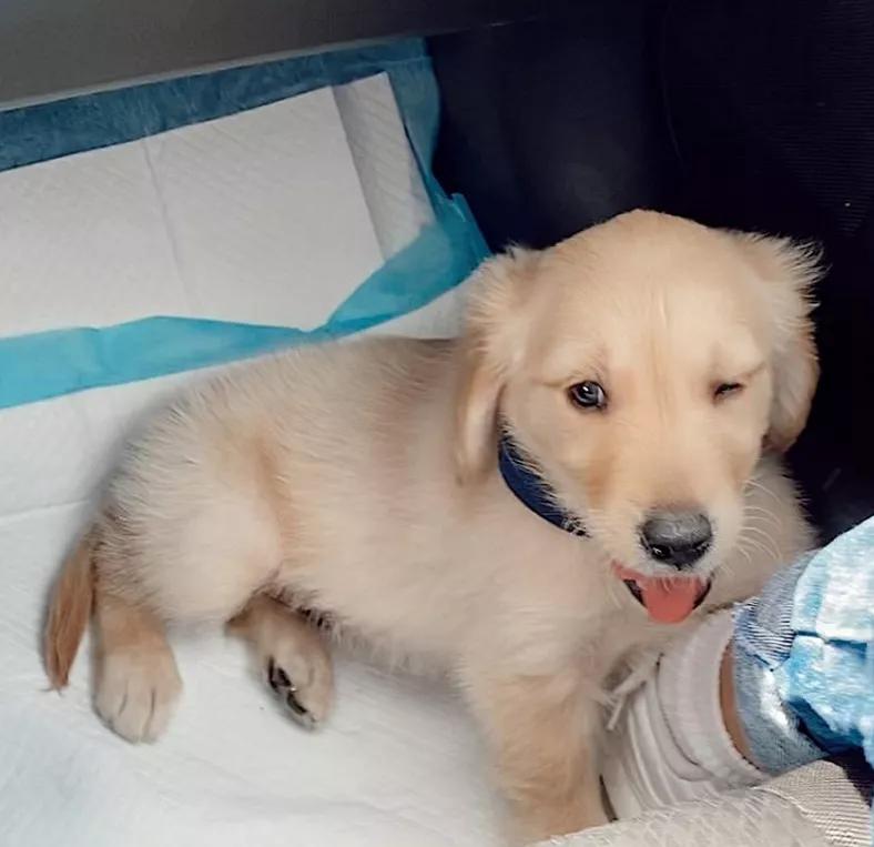 猫咪对金毛狗狗情有独钟，主人干脆买一只回来，这是什么神仙剧情