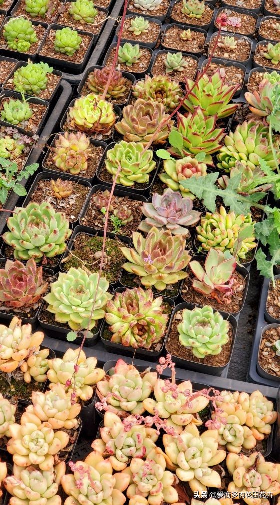 澶氳倝绉嶆鍒涗笟鍚堜綔,澶氳倝绉嶆鍒涗笟椤圭洰