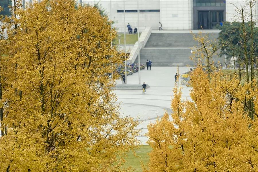 最美校园免费观看,最美校园银杏