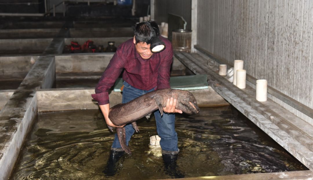 从保护动物到人工养殖，成为美食！鼎湖的绿水青山锻造千万商机