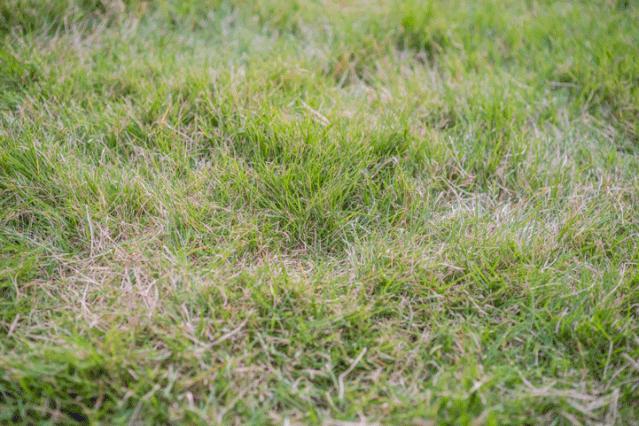 喜茶新出的一杯波波茶,喜茶阳光玫瑰冰沙