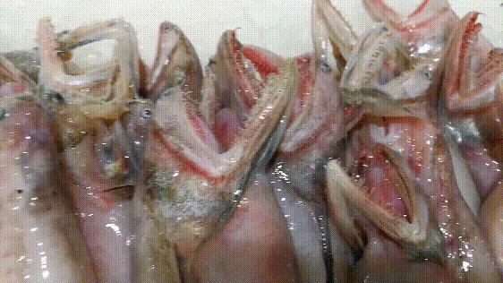 海鲜市场这4种鱼人工无法养殖,海鲜市场适合养什么鱼