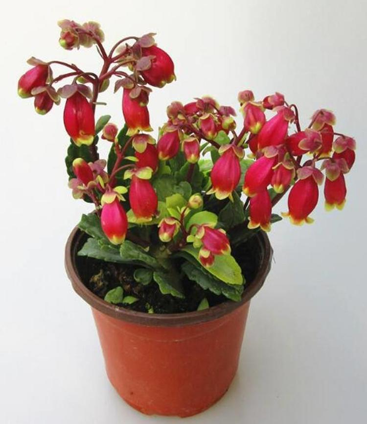 灯笼花的养护方法和注意事项,灯笼花怎么养护才能开得茂盛