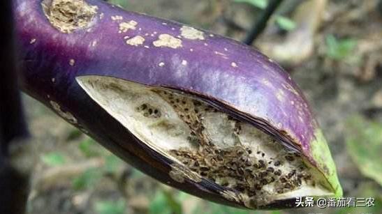 茄子僵果和畸形果是怎么造成的,茄子裂果是怎么回事该如何防治