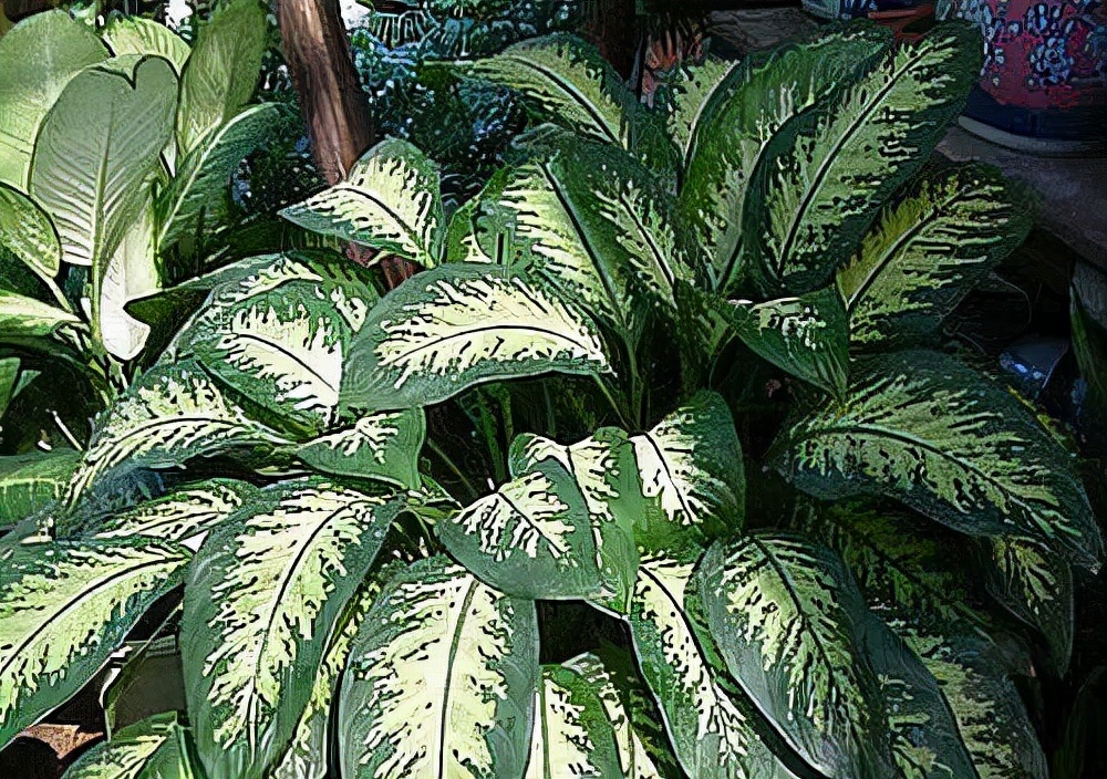 室内什么花好养一年四季都不死,室内放什么花吸收甲醛最好