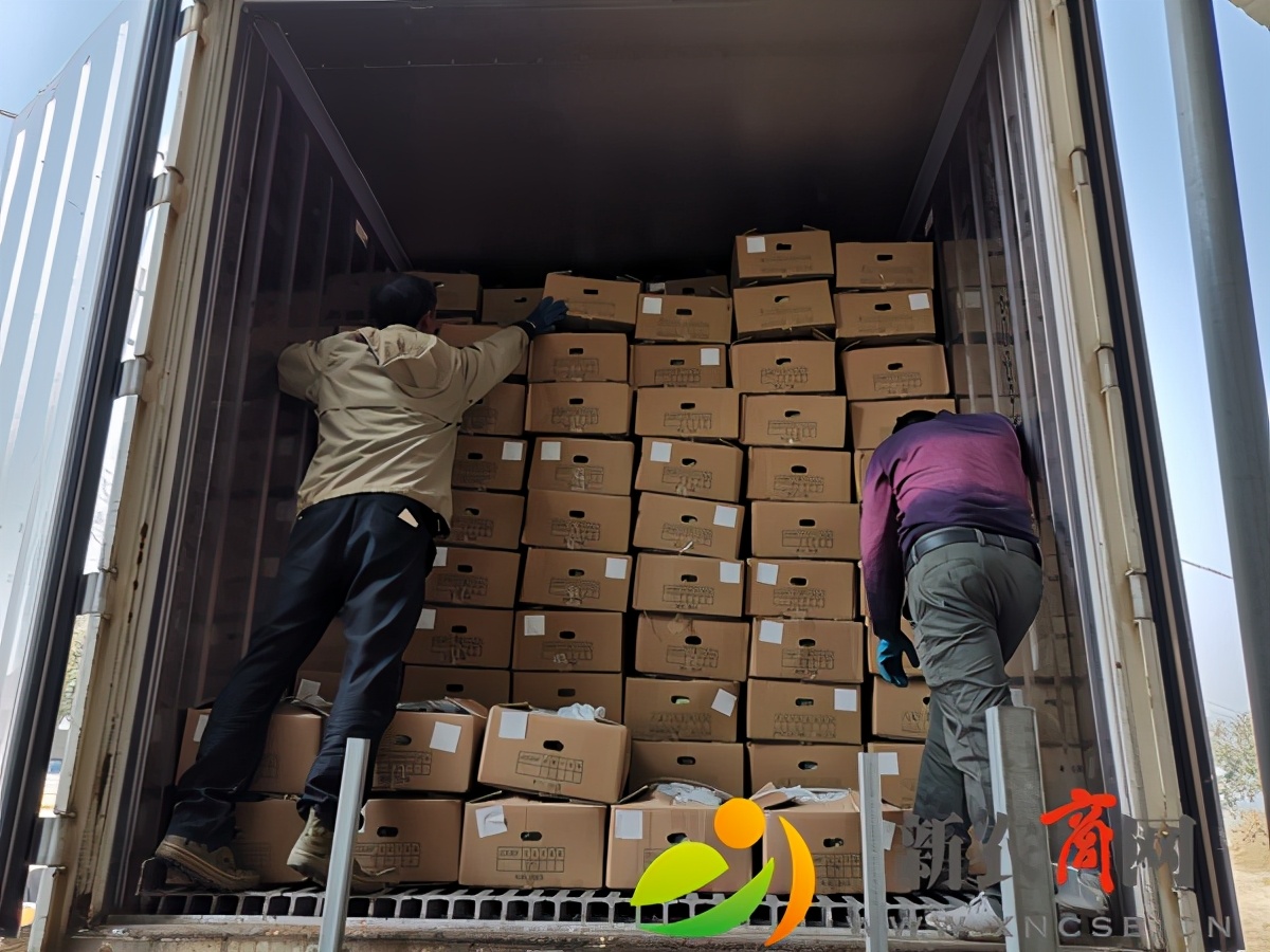 平度市仁兆镇甘蓝丰收销售忙（图）