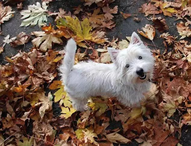 72种名犬分类介绍及图片,72种名犬及图片