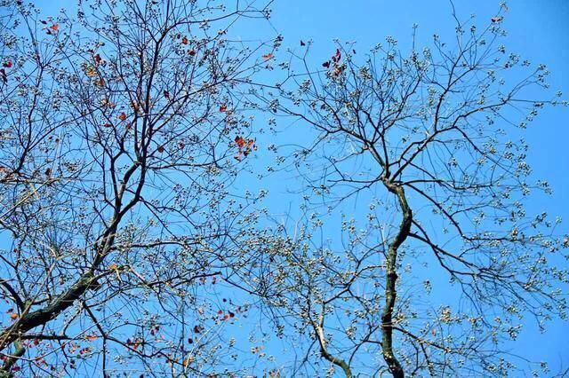 1994年狗,狗1994年