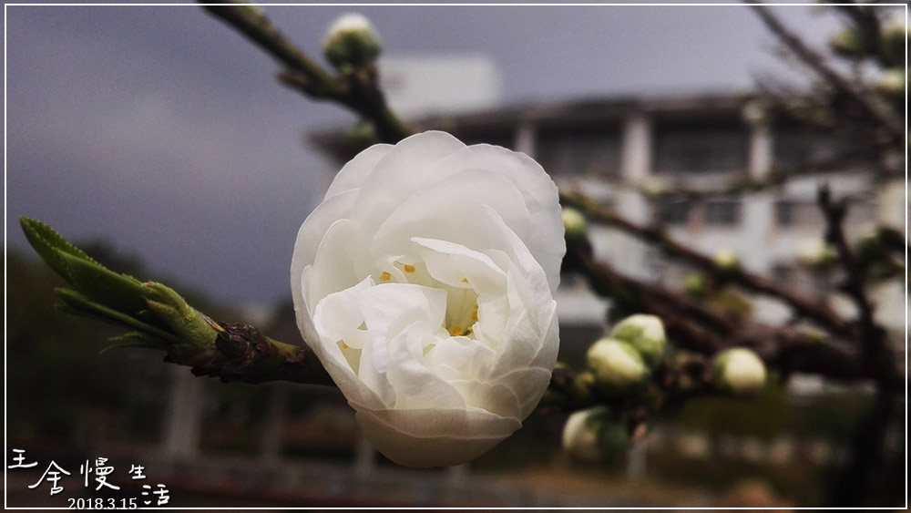 灏忓纰х帀璇楀彞,娓呯鍙汉灏忓纰х帀