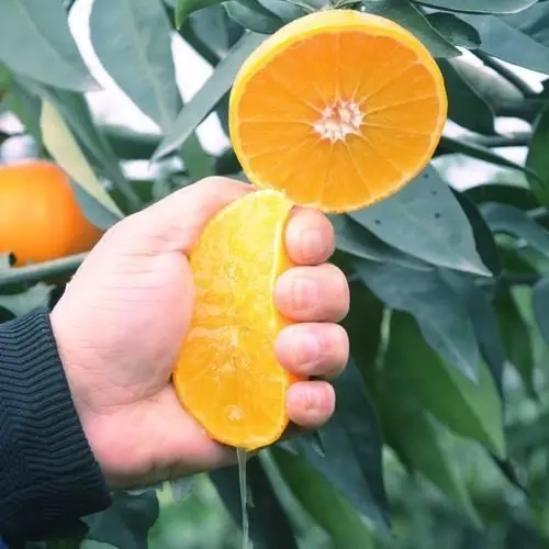 湖北十大特产产品排名,湖北特产最新消息