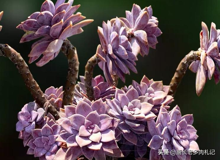紫乐和华丽风车种一起可以吗,多肉华丽风车和粉兔
