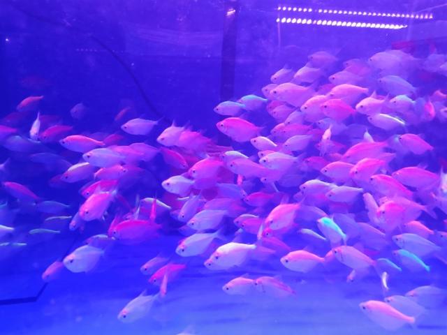 新手鱼友去水族店如何选鱼？