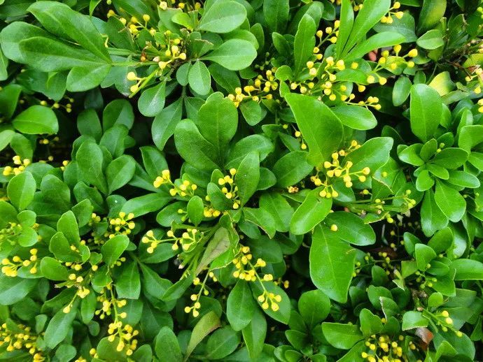 100种常见观叶植物图鉴史上最全,农村常见的100种植物