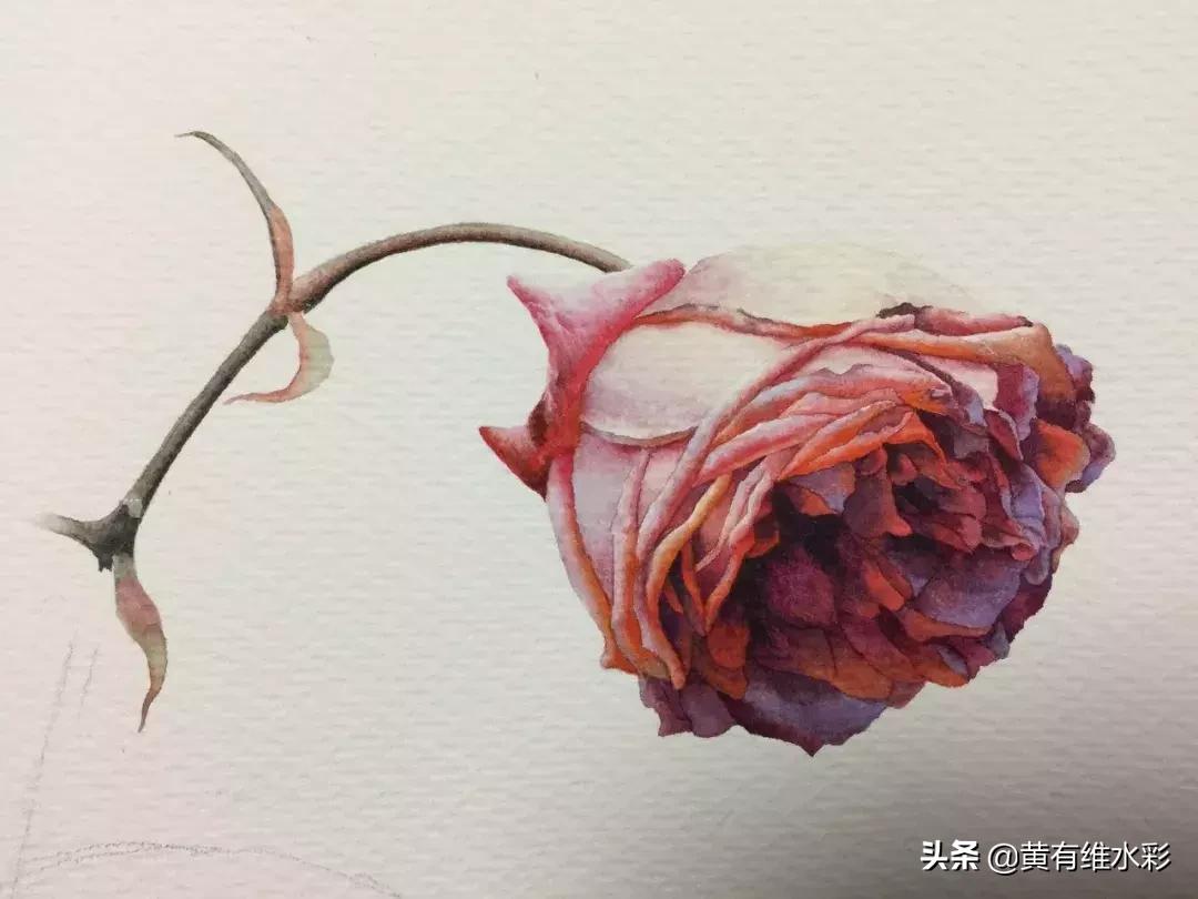 33朵玫瑰制作全过程,英伦花教程