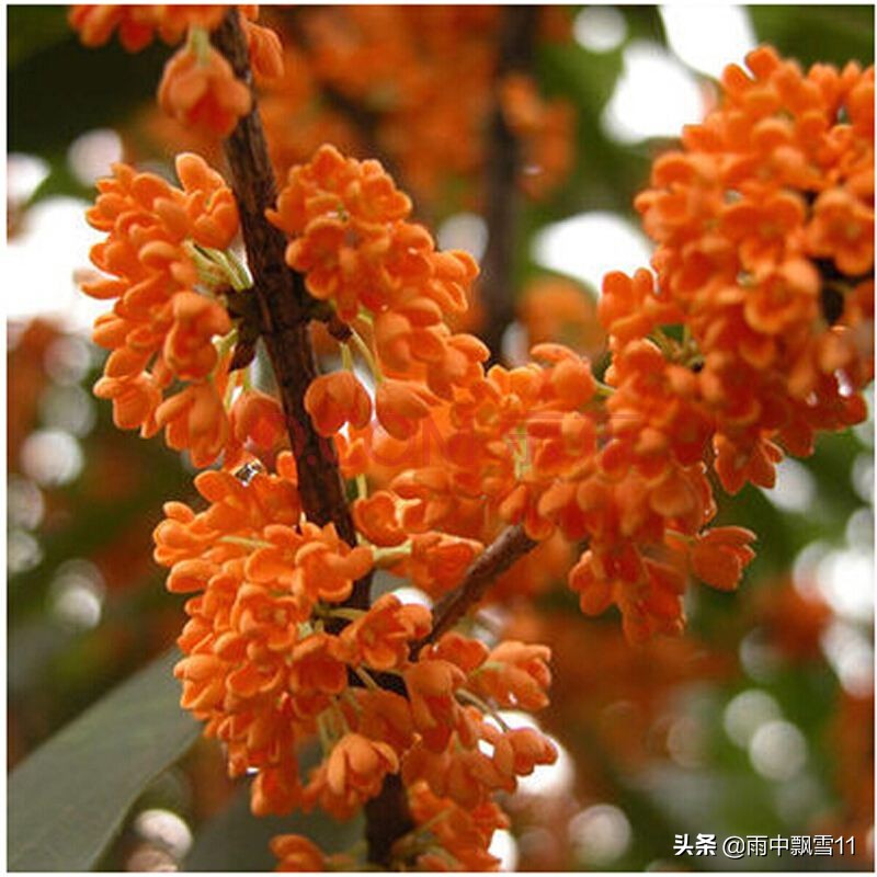 盆栽桂花怎么养才能长得快,盆栽桂花怎么养才开得好