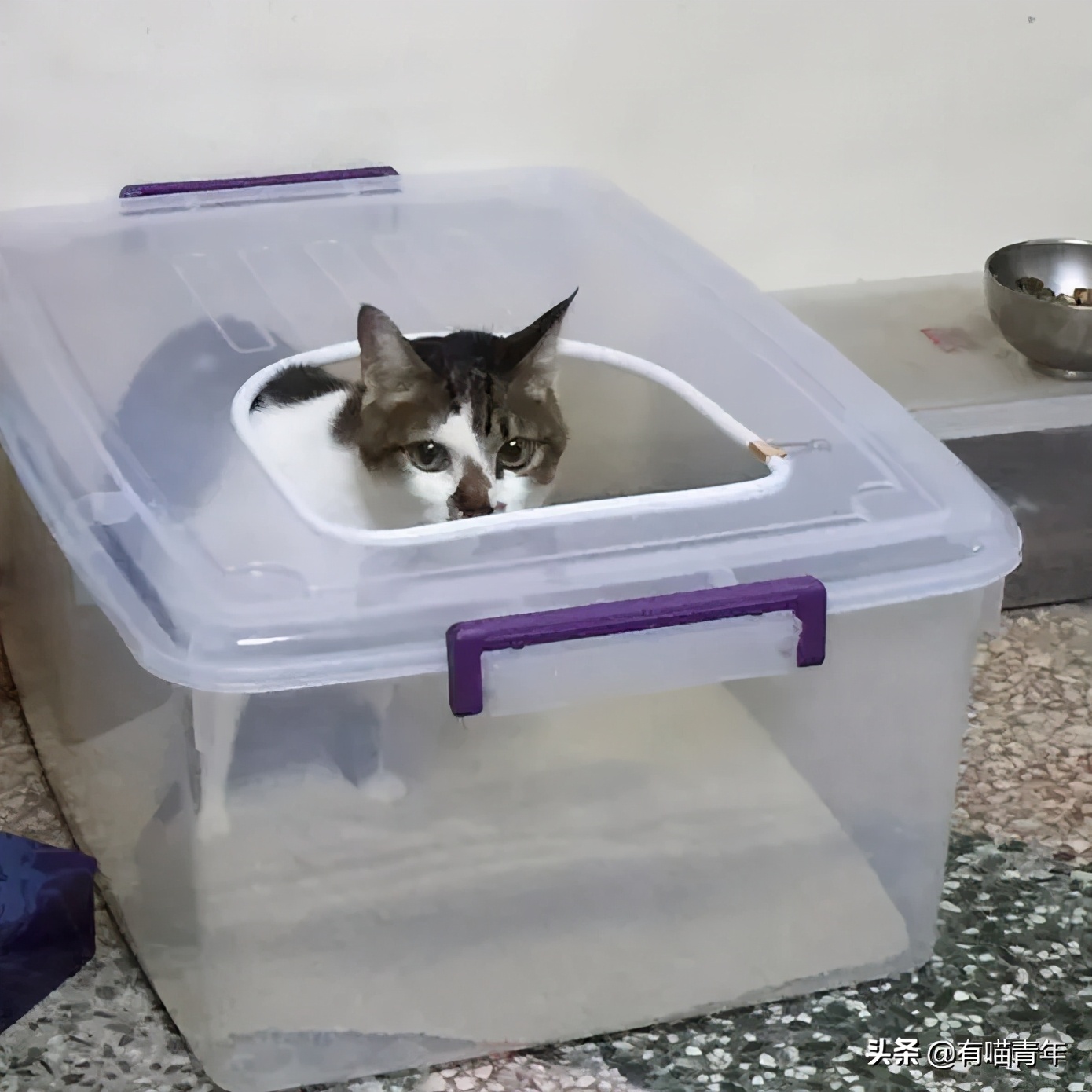 对着猫吹气会怎么样,对着猫吹烟有害吗