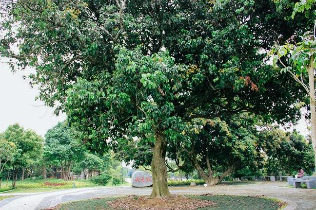 荔城无处不荔枝翻译,荔城无处无荔枝