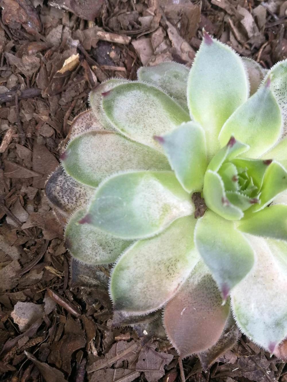 让多肉盆栽蓬勃生长的6个妙招,多肉盆栽夏季怎么养护