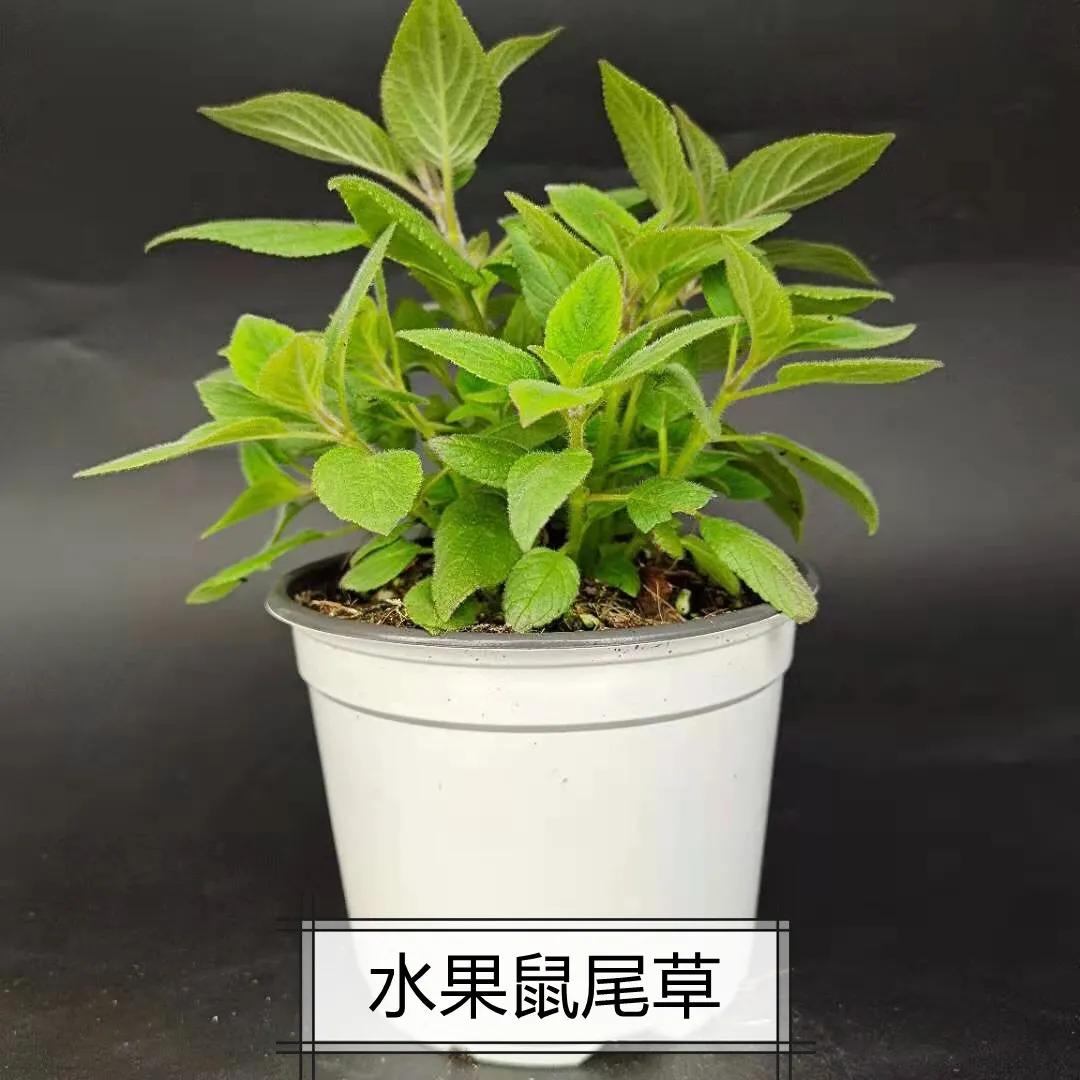 观花草本植物推荐,最具观赏性的观叶植物
