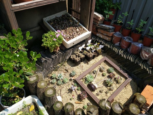 适合栽在庭院的多肉,庭院地栽多肉设计