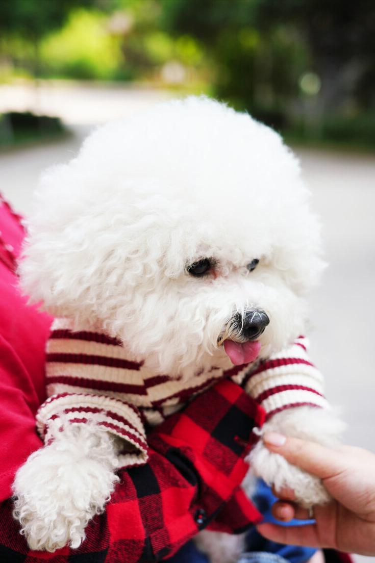 比熊知识大盘点,怎么知道比熊犬要大小便呢