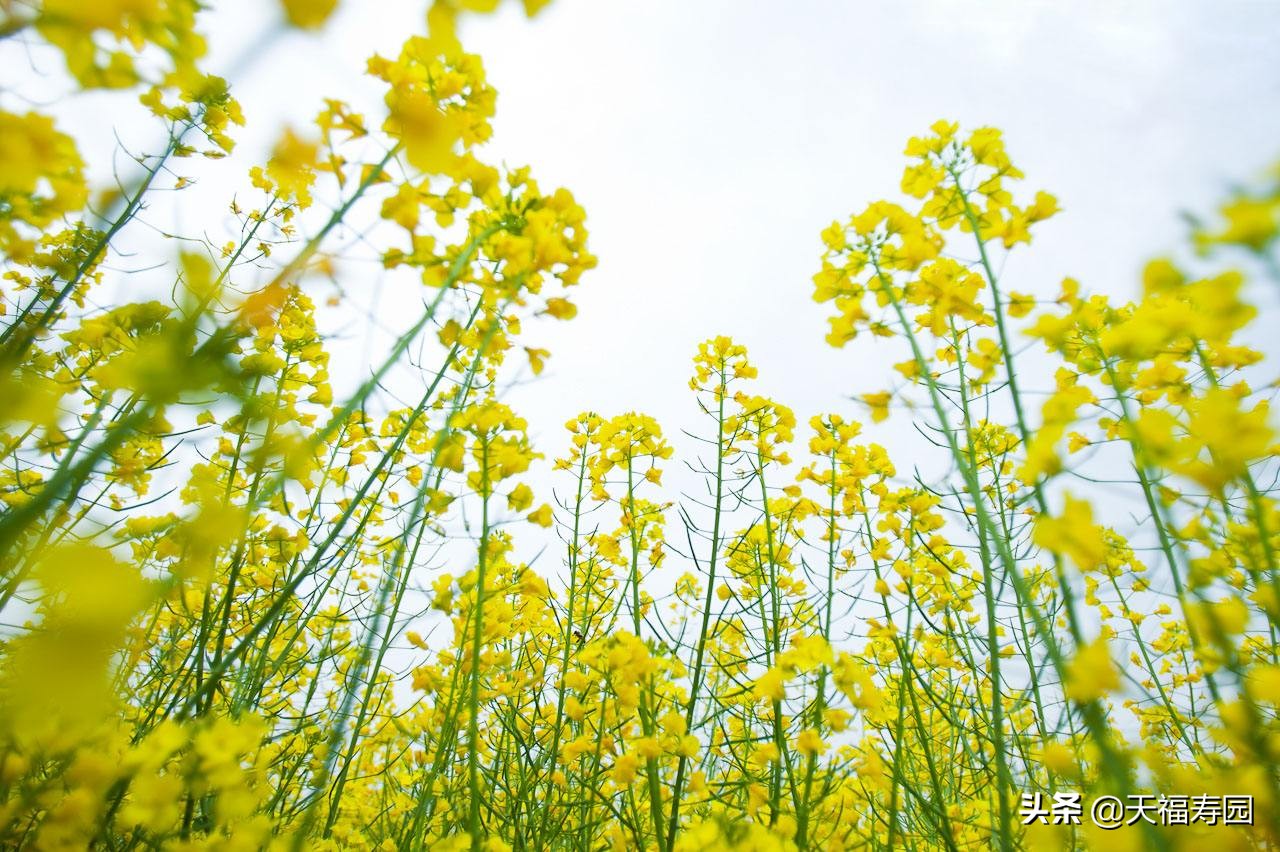 河北送魂仪式的过程,招魂送魂仪式