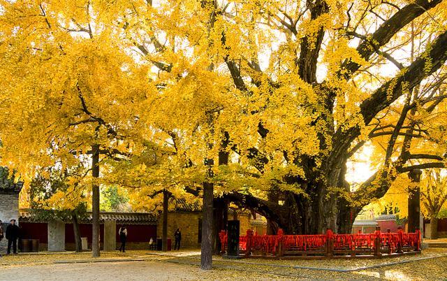 什么树能招财带来好运,什么样的树属于招财树