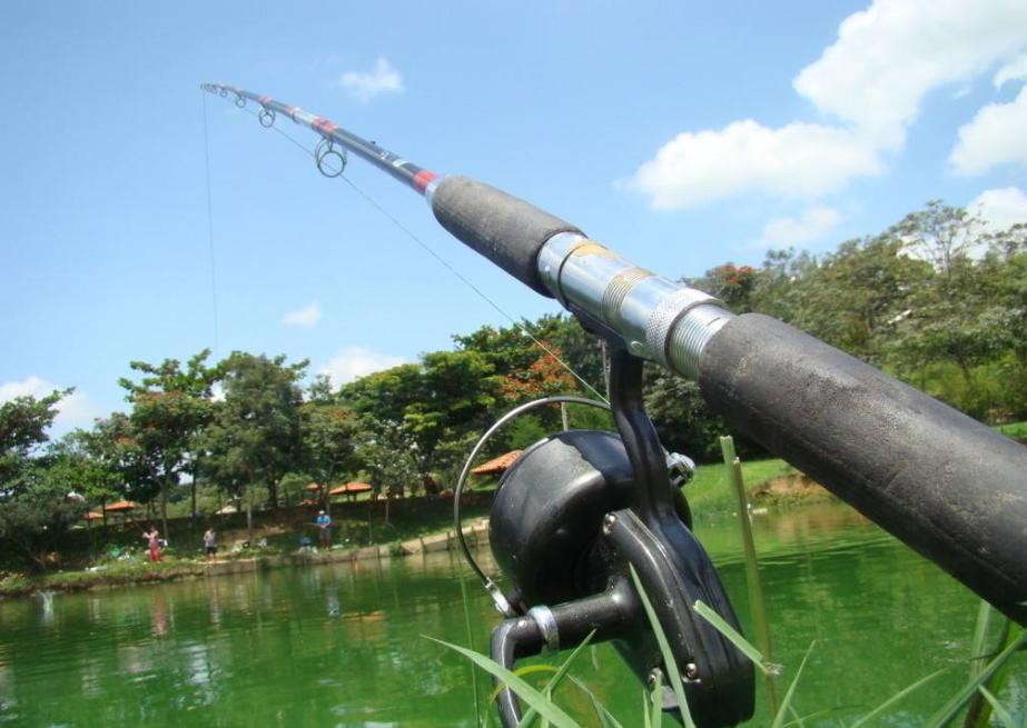 钓鱼新手先学钓什么鱼,钓好鱼要合理的选择和搭配