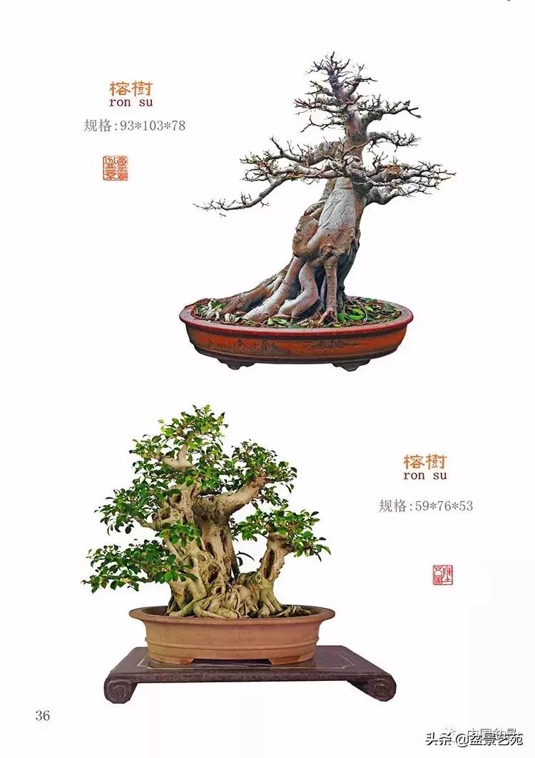 陈文图榕树欣赏,陈文图盆景