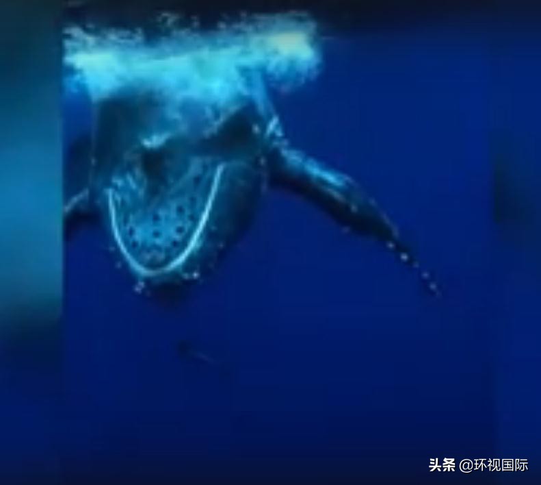 潜水员和虎鲸玩耍,蓝鲸和潜水员