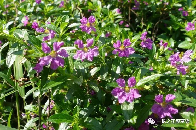 细叶萼距花耐寒吗,细叶萼距花喜光喜阴