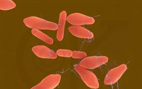 你知道吗冷知识,冷知识你知道吗解说