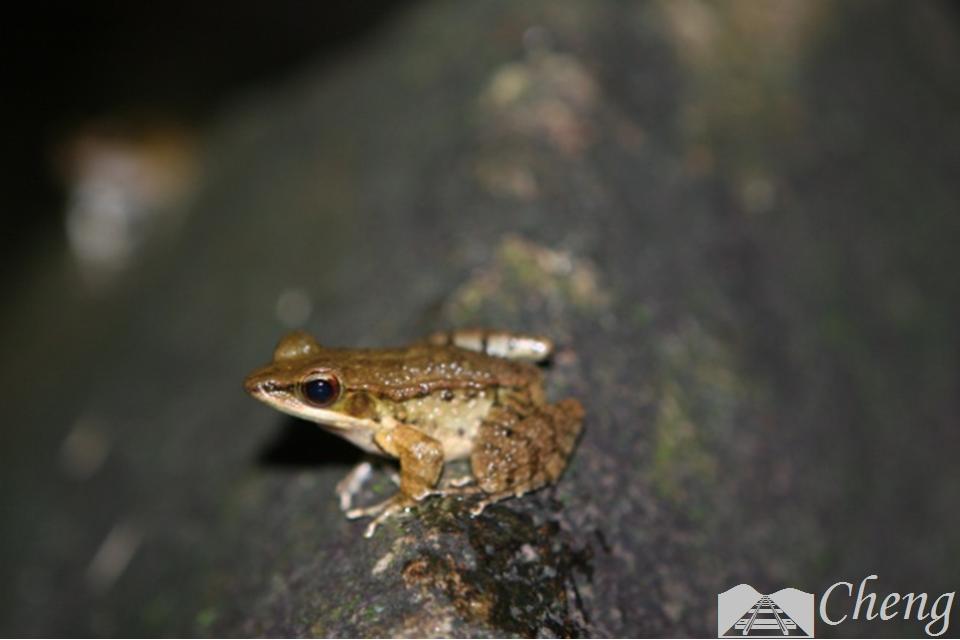 青蛙辨别颜色小视频,青蛙鉴定