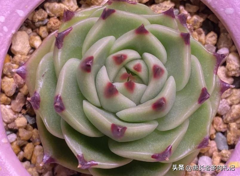 蓝龙多肉的价格是多少,多肉超级蓝龙和蓝龙区别