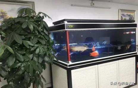 自制生态鱼缸循环系统,自制鱼缸底滤视频教程