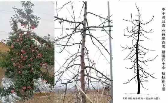 李遂祥苹果树冬季修剪技术,苹果树修剪技术视频全集播放