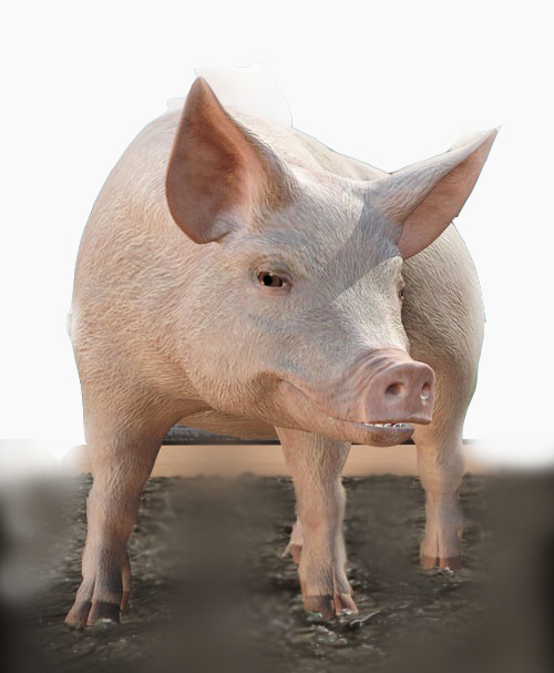 赌博：他先赢回一个媳妇，后输掉一个孙子，最后变成一人独守空房