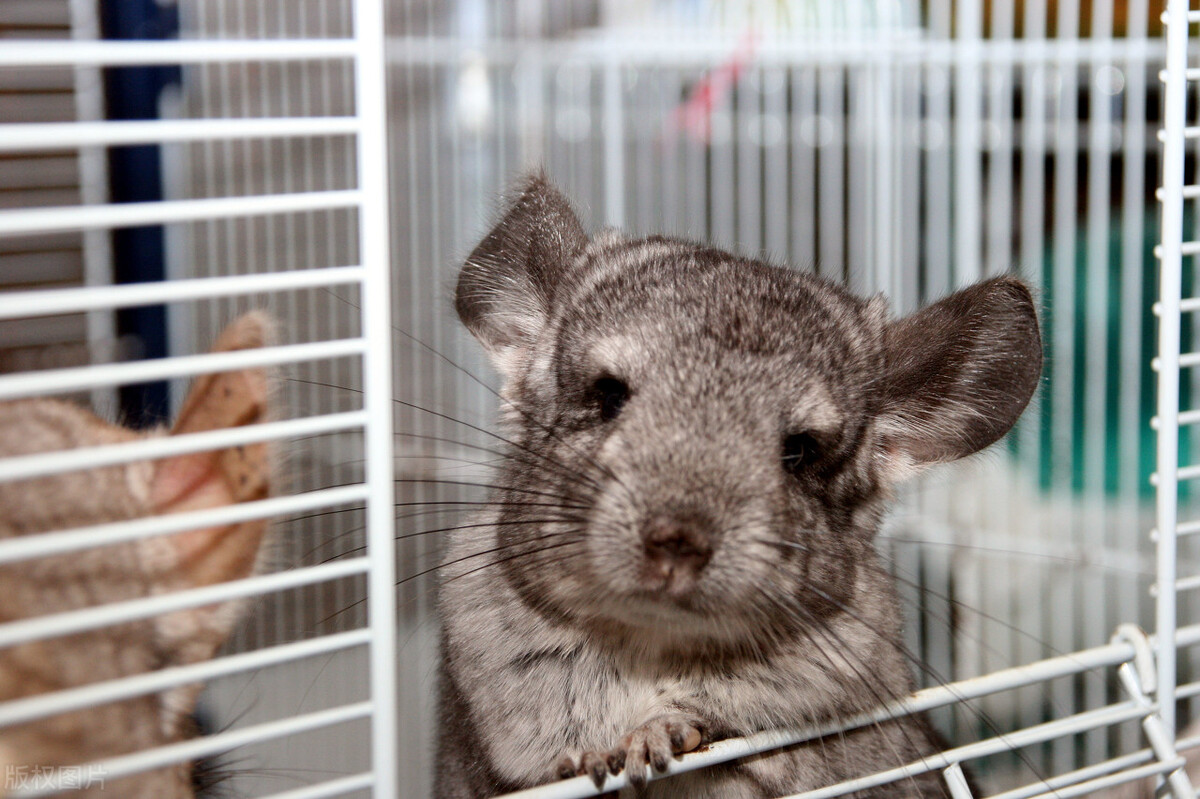 龙猫中暑用药指标,上海龙猫中暑急救